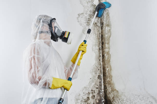 Best Industrial Mold Remediation in Campbellsburg, KY
