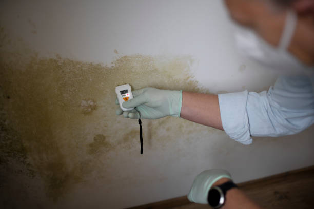 Best Bathroom Mold Remediation in Campbellsburg, KY