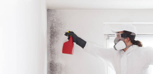 Best Basement Mold Remediation in Campbellsburg, KY