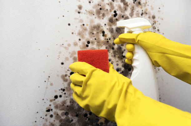 Reliable Campbellsburg, KY Mold Remediation Solutions