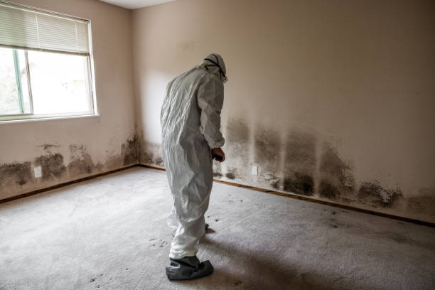 Best Post-Flood Mold Remediation in Campbellsburg, KY