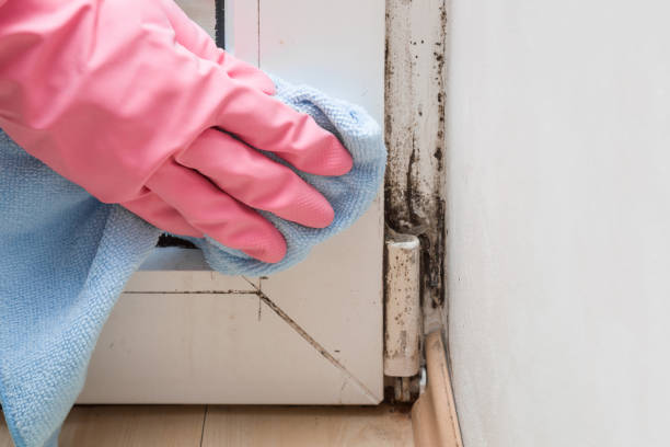 Best Health and Safety Mold Remediation in Campbellsburg, KY
